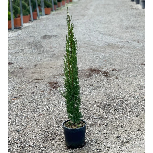 Európai ciprus   CUPRESSUS SEMPERVIRENS TOTEM K3