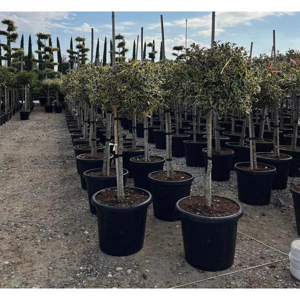 Közönséges magyal   ILEX AQUIFOLIUM ARGENTEOMARGINATA T1/2 40/50 K25