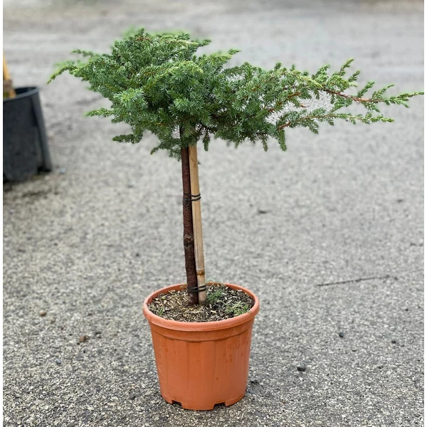 Fövenyboróka    JUNIPERUS COMMUNIS SCHLAGER T1/4 K5