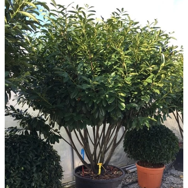 Közönséges babérmeggy   PRUNUS LAUROCERASUS NOVITA TÖBBTÖRZSES FA KALODÁBA