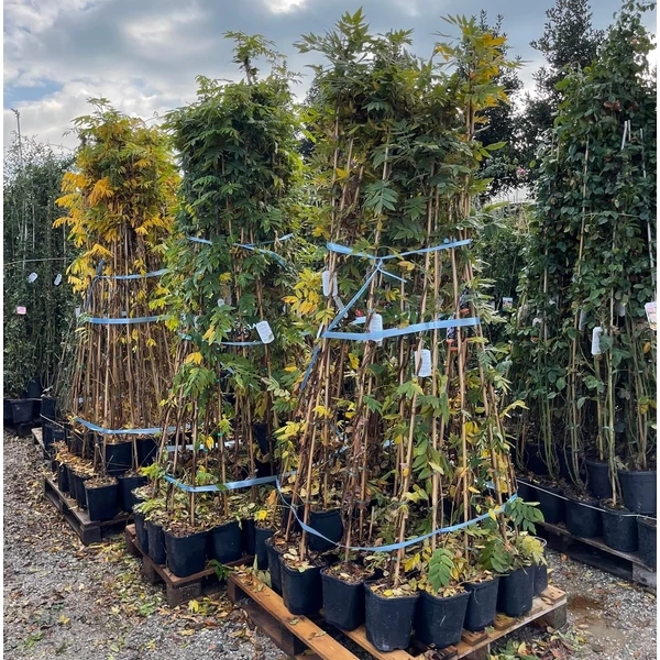 Japán lilaakác   WISTERIA FLORIBUNDA 180/+ K3