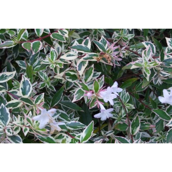 Nagyvirágú tárnicslonc   ABELIA GRANDIFLORA GÖMB 40/+ K9