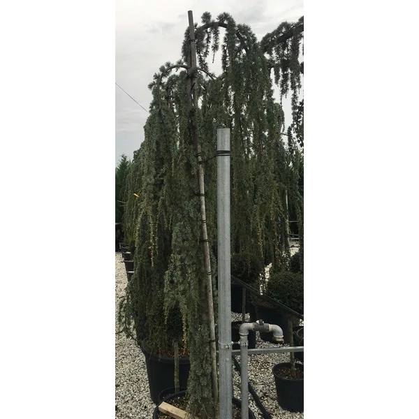 Kék csüngő atlasz cédrus CEDRUS ATLANTICA GLAUCA PENDULA T200 20/25 K130
