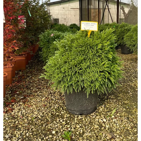 Törpe japán szugifenyő  CRYPTOMERIA JAPONICA GLOBOSA NANA 60/80 K35