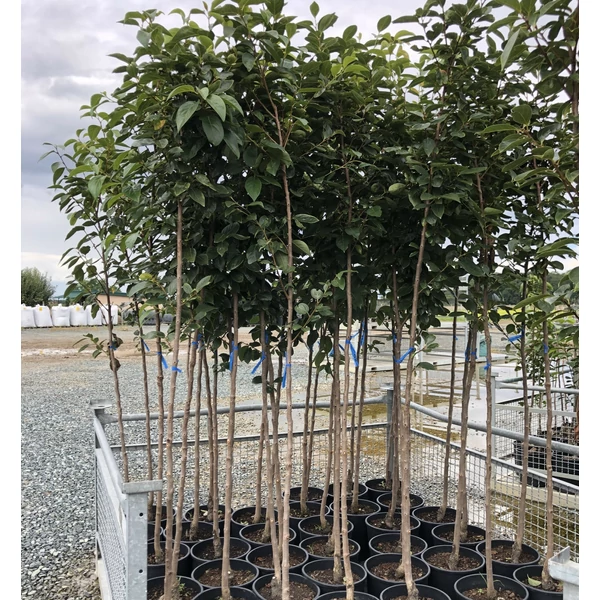 Japán datolyaszilva DIOSPYROS KAKI VANIGLIA T1/2 K15