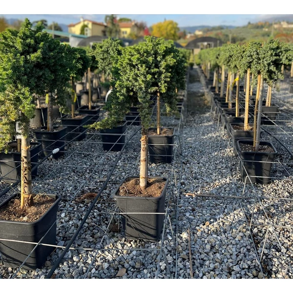 Fövenyboróka    JUNIPERUS CONFERTA BLUE PACIFIC T1/2 K14