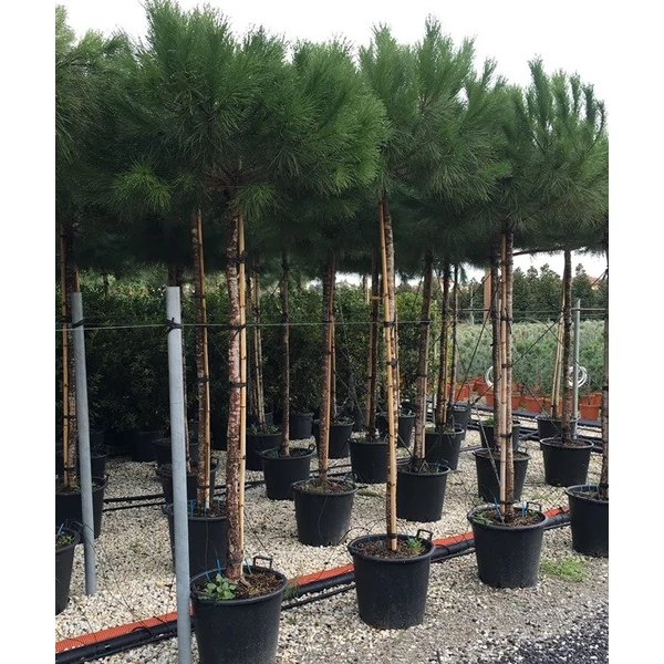 Mandulafenyő    PINUS PINEA T200/250 16/18 K40