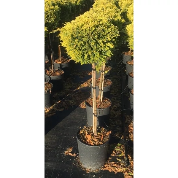 Arany lombú leyland ciprus CUPRESSOCYPARIS LEYLANDII GOLD RIDER T1/2 40/50 K25