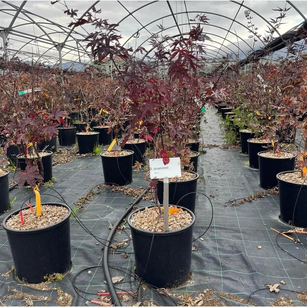 Japán juhar   ACER PALMATUM BLOODGOOD 100/125 K15
