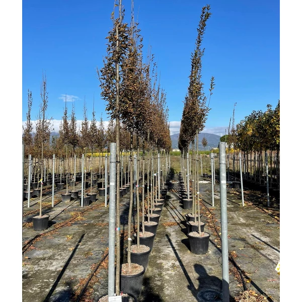 Oszlopos gyertyán   CARPINUS BETULUS PYRAMIDALIS T200 10/12 K35