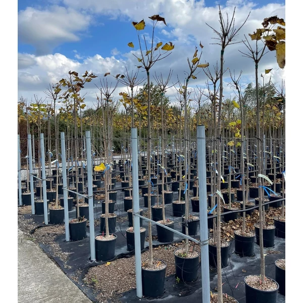 Gömb szivarfa   CATALPA BIGNONIOIDES NANA T200 6/8 K18