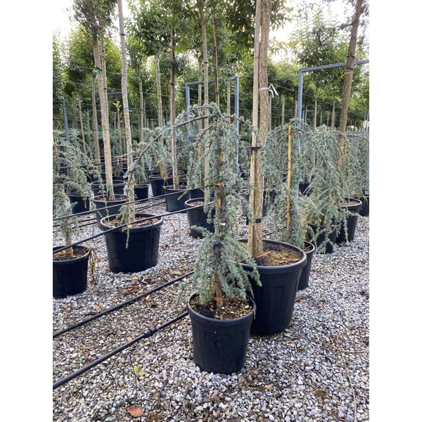 Kék csüngő atlasz cédrus CEDRUS ATLANTICA GLAUCA PENDULA 125/150 K18