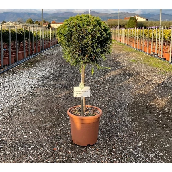 Arany lombú leyland ciprus CUPRESSOCYPARIS LEYLANDII CASTLEWELLAN GOLD T1/4 K9