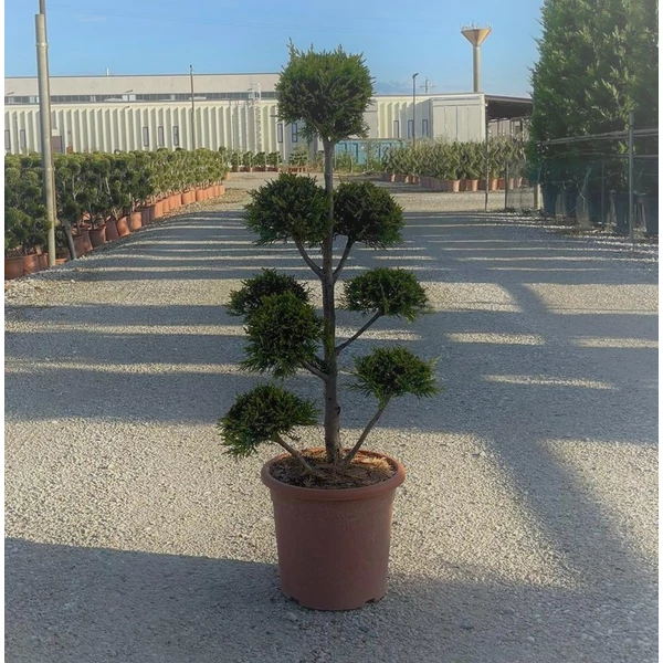Arany lombú leyland ciprus CUPRESSOCYPARIS LEYLANDII CASTLEWELLAN GOLD POM-PON K9