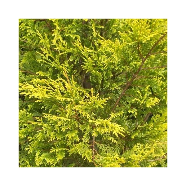 Arany lombú leyland ciprus CUPRESSOCYPARIS LEYLANDII CASTLEWELLAN GOLD 3 GÖMB 120/+ K14