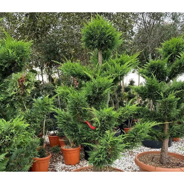 Leyland ciprus   CUPRESSOCYPARIS LEYLANDII BONSAI K70