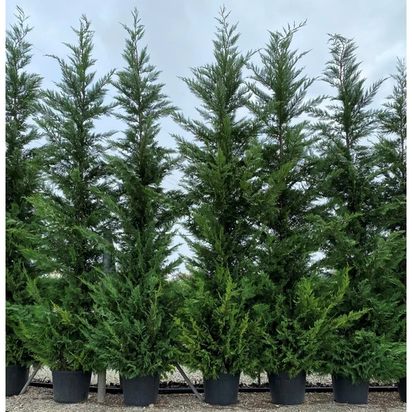 Leyland ciprus   CUPRESSOCYPARIS LEYLANDII 300/350 K55
