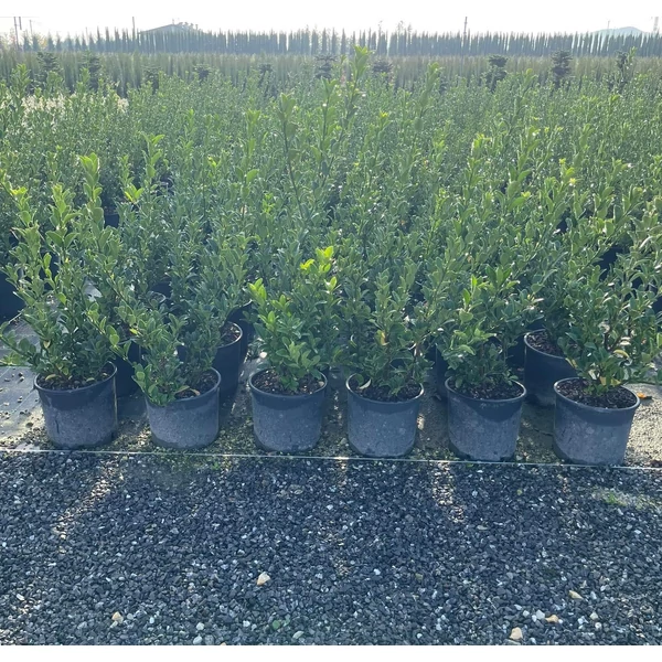 Japán kecskerágó   EUONYMUS JAPONICUS 40/+ K5