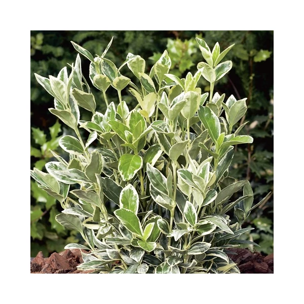 Japán kecskerágó   EUONYMUS JAPONICUS BRAVO 30/40 K3