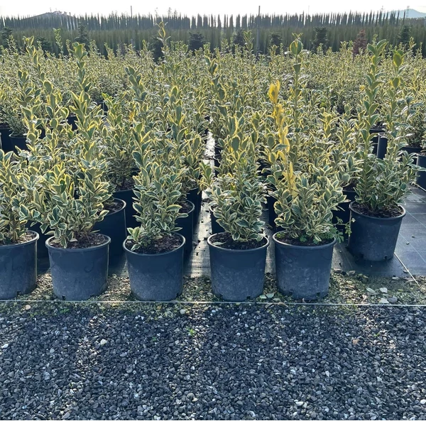 Japán kecskerágó   EUONYMUS JAPONICUS BRAVO K5