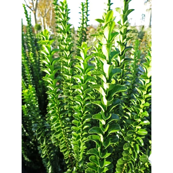 Japán kecskerágó   EUONYMUS JAPONICUS BENKOMASAKI ERECTA K5