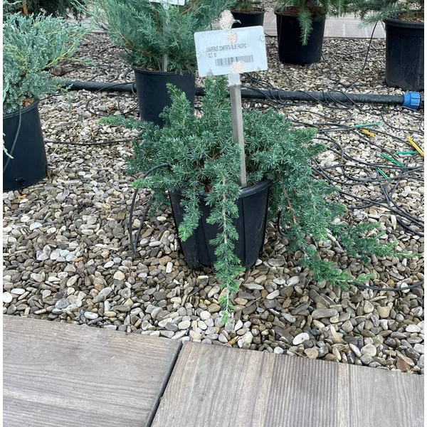 Fövenyboróka    JUNIPERUS CONFERTA BLUE PACIFIC 40/+ K10