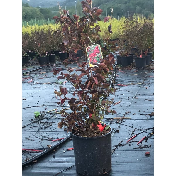 Kínai selyemmirtusz   LAGERSTROEMIA DYNAMITE 60/+ K10