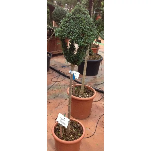 Aprólevelű fagyal   LIGUSTRUM JONANDRUM FORME LÁMPA T180 K24