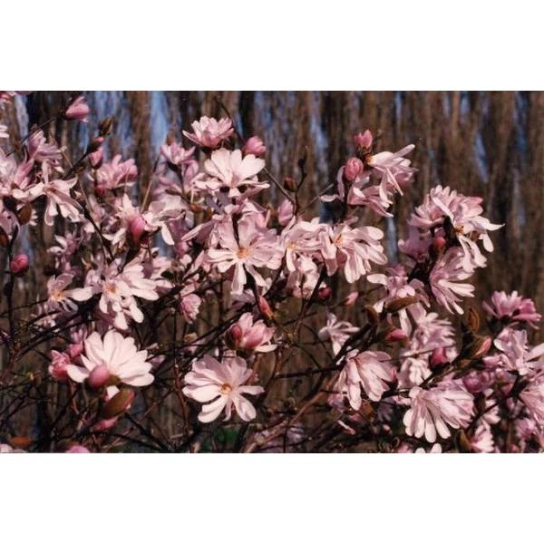 Csillagvirágú liliomfa   MAGNOLIA STELLATA ROSEA T1/2 K18
