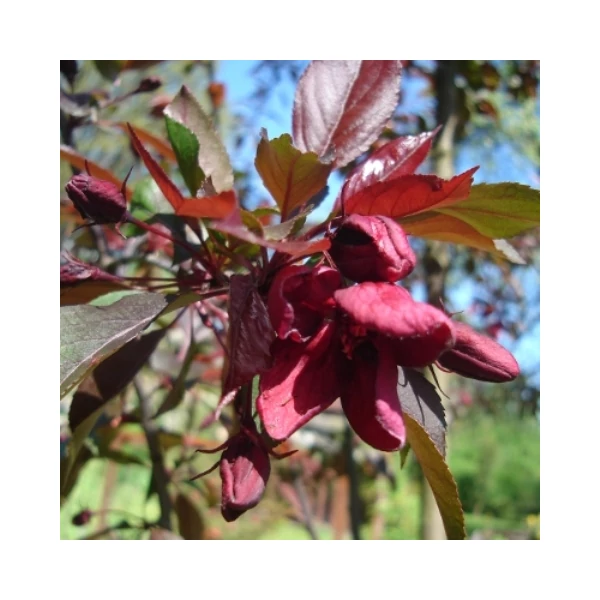 Díszalma    MALUS ROYAL BEAUTY T1/2 K18