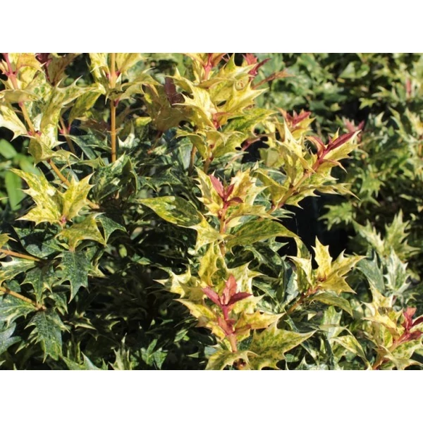 Felemáslevelű illatcserje   OSMANTHUS HETEROPHYLLUS TRICOLOR 60/80 K15
