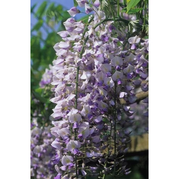 Japán lilaakác   WISTERIA FLORIBUNDA ISSAI T1/2 K18