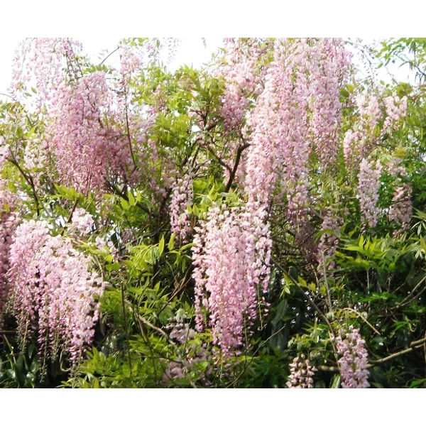 Japán lilaakác   WISTERIA FLORIBUNDA ROSEA T1/2 K18