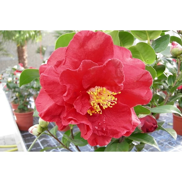 Kamélia   CAMELLIA JAPONICA 40/60 K4