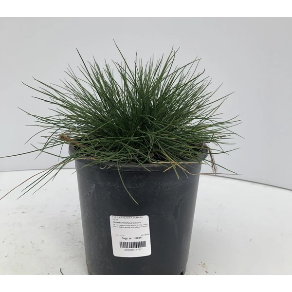 Csenkesz FESTUCA GLAUCA SUNRISE CS15    