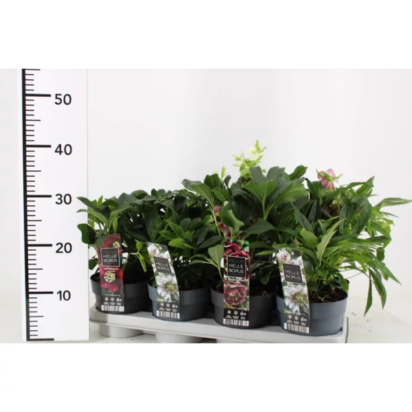 Keleti hunyor HELLEBORUS ORIENTALIS CS15 
