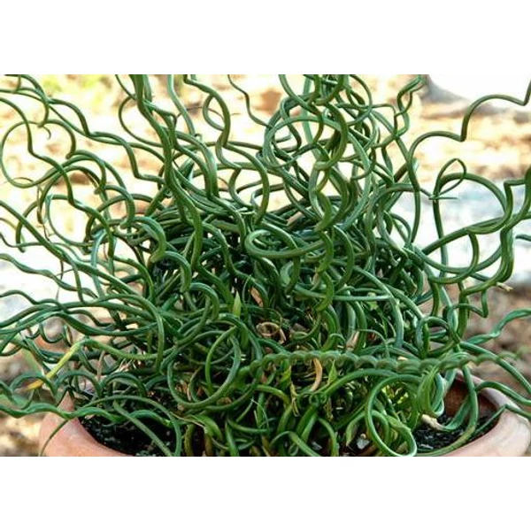 Békaszittyó JUNCUS EFFUSUS SPIRALIS K2