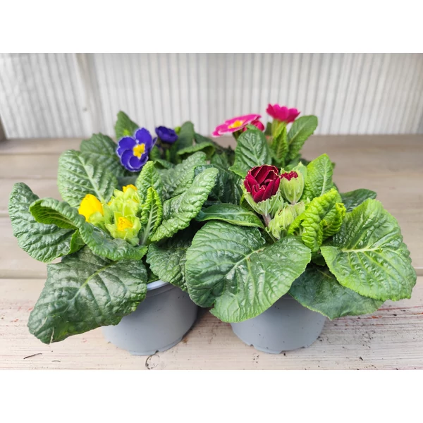 Kankalin PRIMULA CS10,5