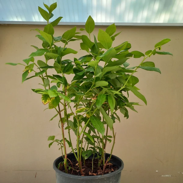 Kék áfonya VACCINIUM CORYMBOSUM DUKE 40/60 K5