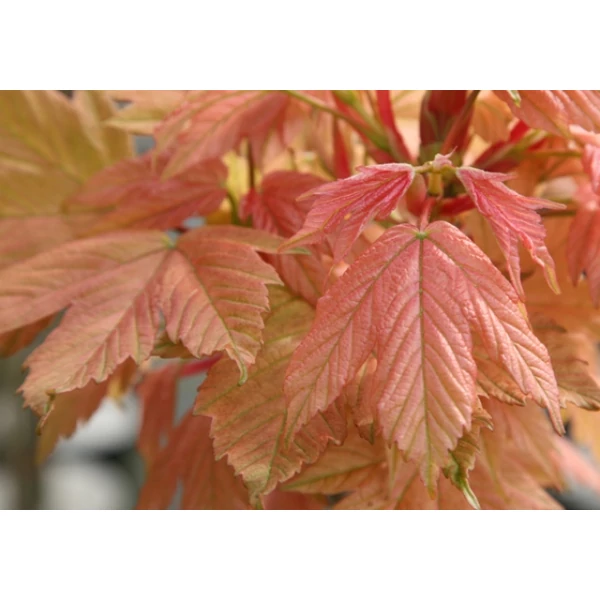 Hegyi juhar   ACER PSEUDOPLATANUS BRILLIANTISSIMUM HT 6/8 225/+ K30