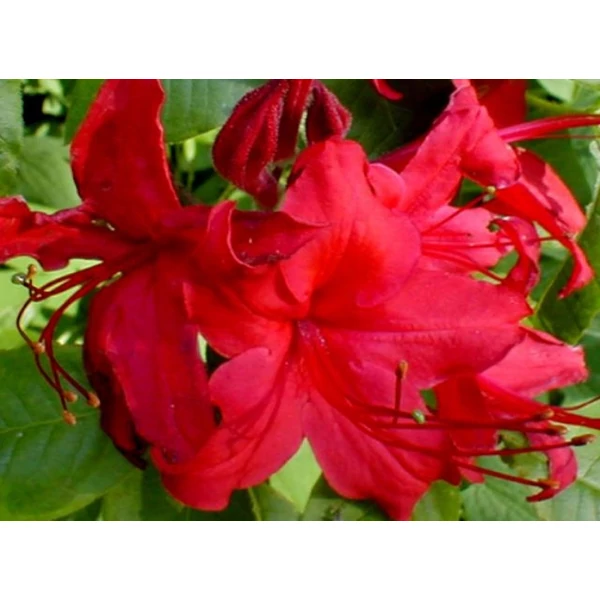 Japán azálea   AZALEA KNAPHILL GIBRALTAR T60 K12,5