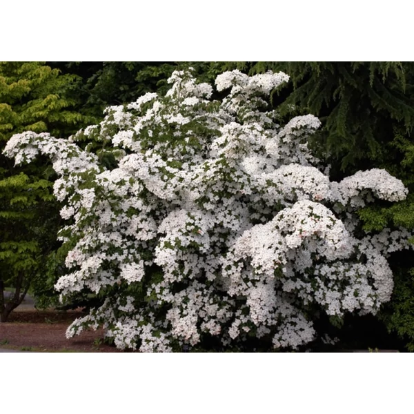 Csillagsom    CORNUS KOUSA MILKY WAY 100/125 K25