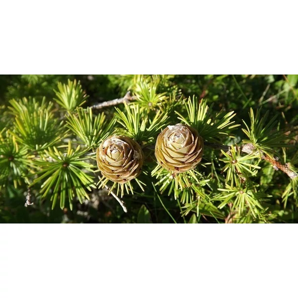 Japán vörösfenyő bonsai LARIX KAEMPFERI BONSAI 125/+ K45