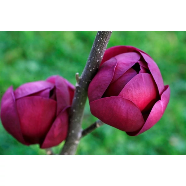 Liliomfa    MAGNOLIA BLACK TULIP T120 K15