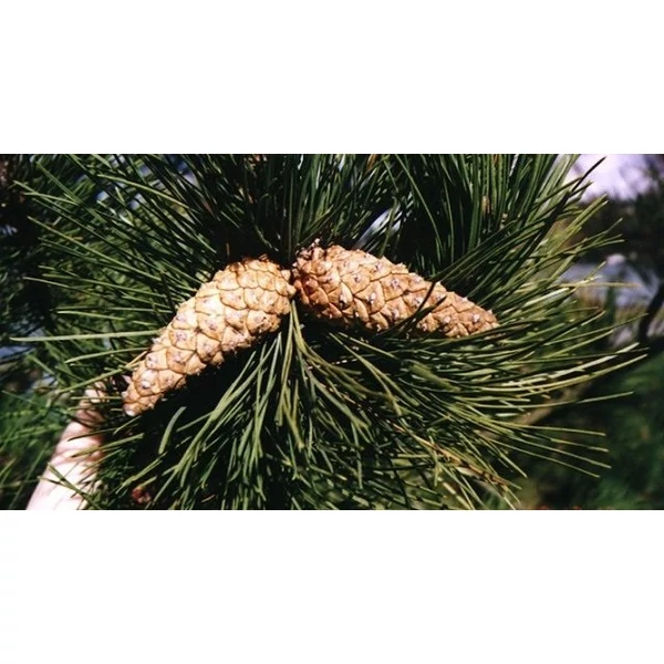 Feketefenyő    PINUS NIGRA NIGRA T125/150 150/+ K500