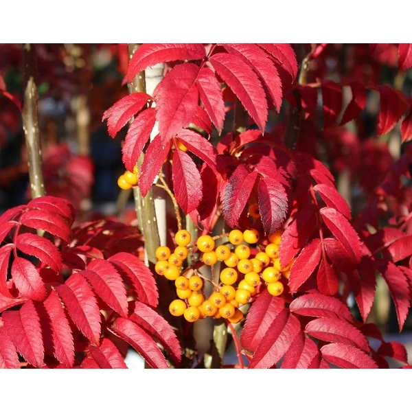 Madárberkenye    SORBUS AUCUPARIA AUTUMN SPIRE 140/160 K20