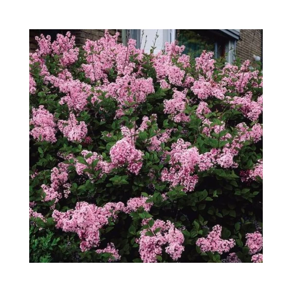 Törpe orgona   SYRINGA MEYERI PINK PERFUME T80 K25