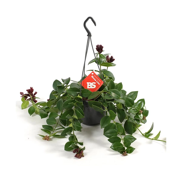 Szégyenlősvirág AESCHYNANTHUS FAJTÁK CS12