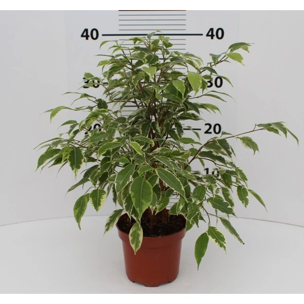 Kislevelű fikusz FICUS BENJAMINA KINKY CS12