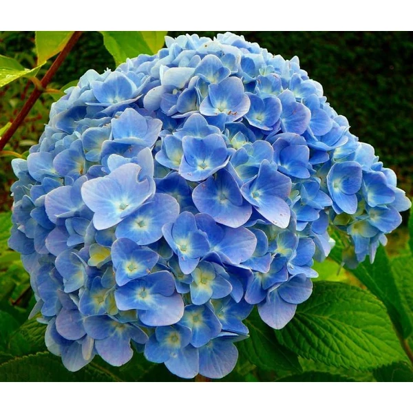 Kerti hortenzia   HYDRANGEA MACROPHYLLA OCEAN PINK CS14